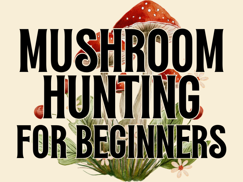 Mushroom Hunting for Beginners